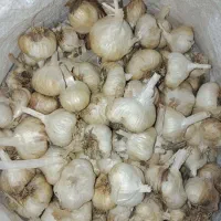 سیر|خوردنی و آشامیدنی|کرمانشاه, |دیوار