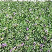 یونجه درجه ۱