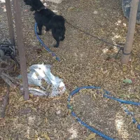 سگ ماده یک سال و نیمه