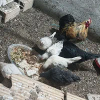 مرغ خروس زینتی همراه با جوجه هاش