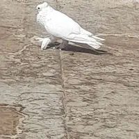 نر سفید مست|پرنده|قم, چهل درخت‎|دیوار