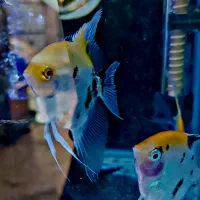 انجل کوی مارول. انجل تایگر|ماهی|شهریار, شهرک وائین|دیوار