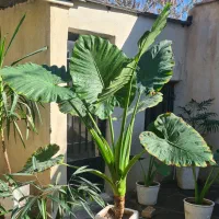 گلدان باباآدم بزرگ