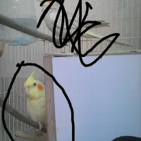 عروس هلندی گمشده