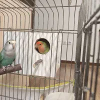 طوطی برزیلی رام مولد و سخنگو