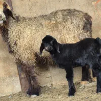 دو راس میش بره دار  بره نرهست|حیوانات مزرعه|طسوج, |دیوار