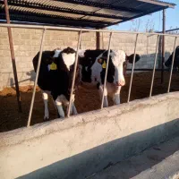 دوعدد تلیسه