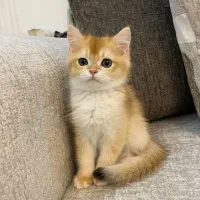 بریتیش گلد  نر ۳ ماهه کد ny12