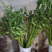 گل آپارتمانی  گیاه بامبو  آبی