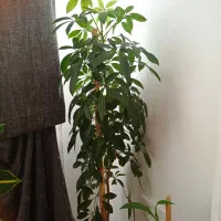 فروش گل طبیعی|گل و گیاه طبیعی|بوکان, |دیوار