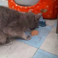 گربه اسکاتیش میکس با استریت واگذاری