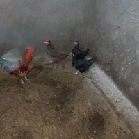 مرغ|پرنده|مود, |دیوار