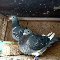 کبوتر پلاکی مسافت بلند|پرنده|قم, پامنار|دیوار
