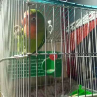 طوطی برزیلی نر و یک جفت مرغ عشق|پرنده|اندیشه, شهرک مریم|دیوار