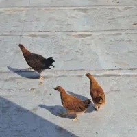 نیمچه مرغ و خروس