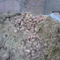 چغندر گاوی|حراج|نیشابور, خط کاشمر|دیوار