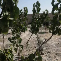 باغچه سند تک برگ دار معاوضه با ماشین|فروش زمین و ملک کلنگی|رباط‌کریم, انجم آباد|دیوار