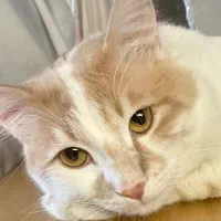 غذای خانگی گربه