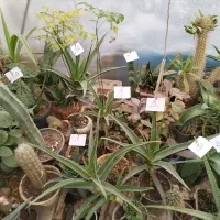 گل وگیاه نصف قیمت بازار|گل و گیاه طبیعی|یزد, |دیوار