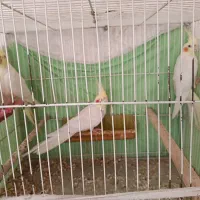 عروس|پرنده|مشهد, کلاته برفی|دیوار