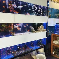 ماهی و آکواریوم