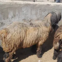 یک جفت کوهه قوچ  نژاد بختیاری اصل شیراز