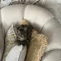 واگذاری گربه شیطون|گربه|مهاباد (آذربایجان غربی), |دیوار