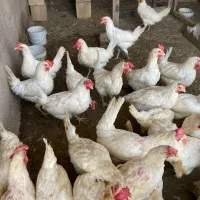 ۷ عدد مرغ تخمگذار|حیوانات مزرعه|تربت جام, المهدی|دیوار