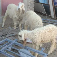 بره مری|حیوانات مزرعه|زابل, |دیوار