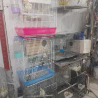 طوطی عروس هلندی|پرنده|اردبیل, |دیوار