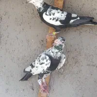 سوسکی