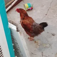 مرغ