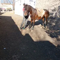 دو عدد اسب نریان و مادیان|اسب و تجهیزات اسبسواری|تیکمه داش, |دیوار