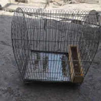 سهره|پرنده|تهران, درختی|دیوار