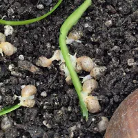 فروش حلزون های افریقایی بصورت یکجا