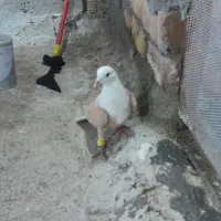 سه عدد حیون پرشی