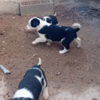 توله پیت بول|سگ|گمیشان, |دیوار