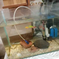 آکواریوم|ماهی|اسلام‌شهر, شهرک سعیدیه|دیوار