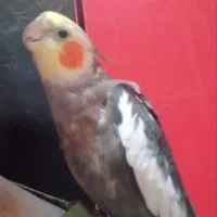 گمشده|حیوانات|بندر ماهشهر, |دیوار