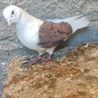 کفتر|پرنده|کوهدشت, |دیوار