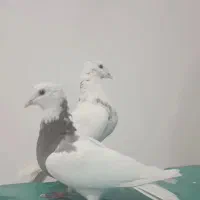 کبوتر مفت
