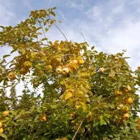 فروش نهال میوه درجه یک