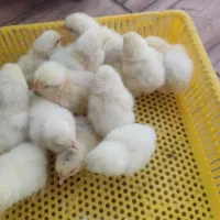 جوجه مرغ خروس برهما|حیوانات مزرعه|تهران, حافظیه|دیوار