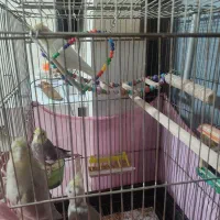 عروس هلندی|پرنده|محمدیه-قزوین, |دیوار