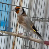 سهره|پرنده|مرودشت, ابوذر شمالی‎|دیوار