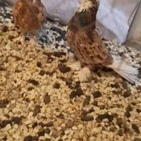 دوتا کفتر هما و سرور دونه ای