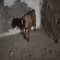 یک عددبزدوقلوزا