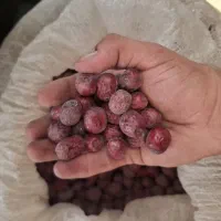 عناب امسالی بیرجند