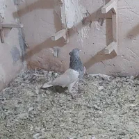 یجفت نروماده طوق سرکه، کله نر مست جوان|پرنده|شیراز, پودنک|دیوار