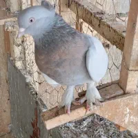 کفتر ماده بزن